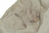 Fossil Leaf and Beetle Plate - Utah #219801-1